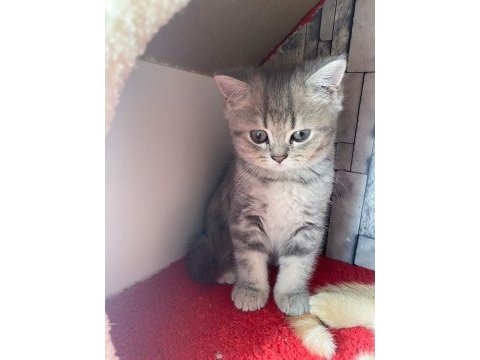 British shorthair tabby