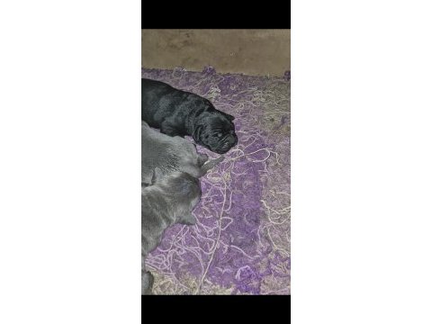 Cane corso üst sınıf