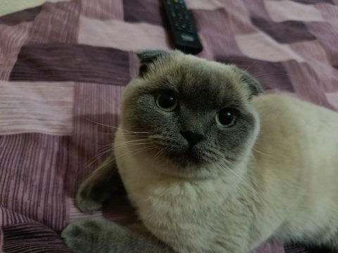 Çok uysal bakımlı temiz eğitimli güzel gözlü scottish fold