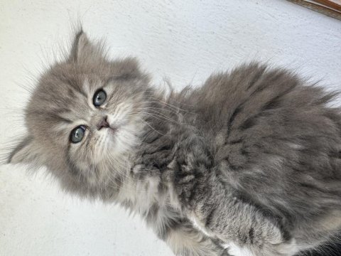 50 günlük şecereli british longhair dişi