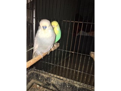 Rainbow show jumbo muhabbet kuşu takımlar