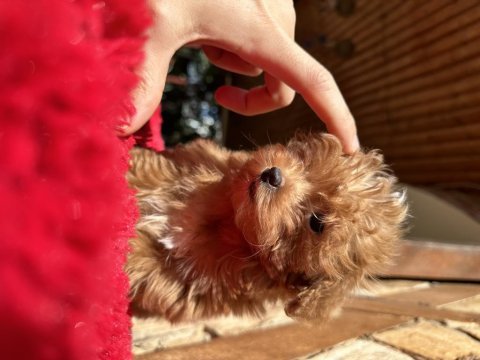 Micro teacup parmak çocuk orijinal maltipoo