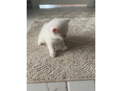 2 aylık british shorthair beyaz