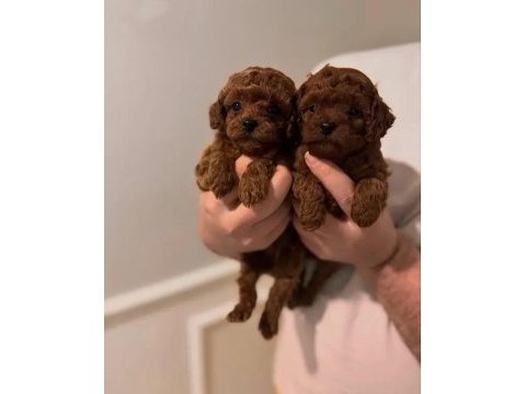 Irk ve sağlık garantili poodle köpekleri