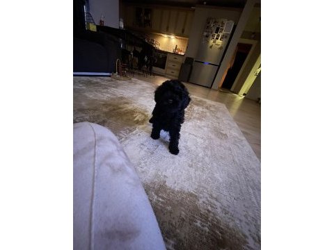 2 aylık siyah erkek toy poodle yavrusu