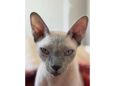 8 aylık sfenks kedimiz dobby