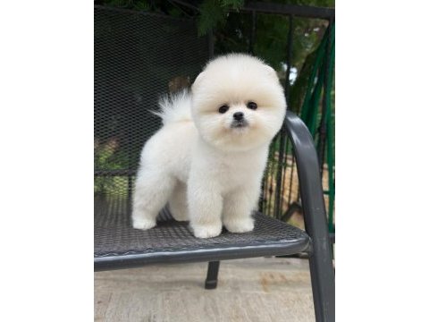 Pomeranian erkekler