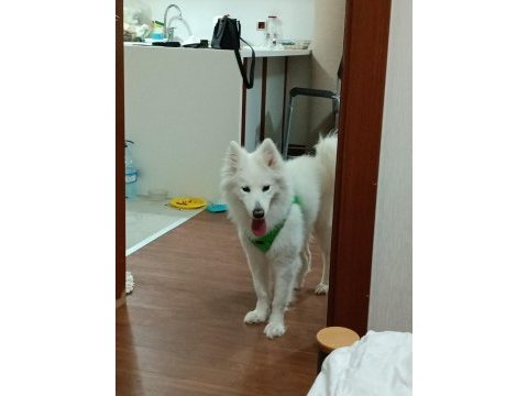 Samoyed köpeği sahiplendirme
