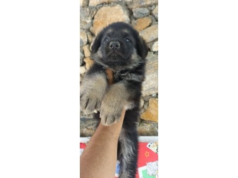 Sağlık ve ırk garantili alman kurdu yavrularımız 