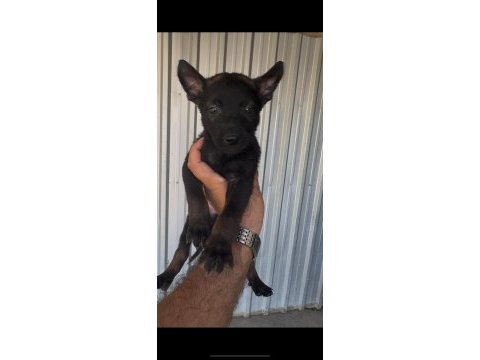 Kaliteli belçika malinois yavrular