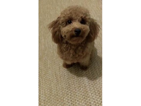 1 yaşında toy poodle