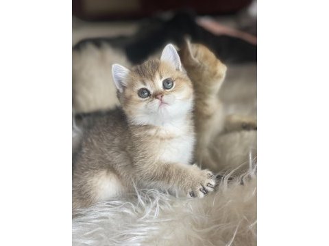 British shorthair golden anne baba şecereli dişi