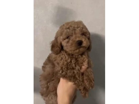Toy poodle sağlıklı yavrumuz