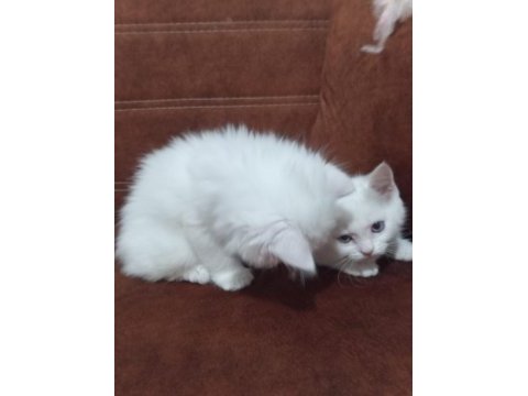 Odd eyes british shorthair