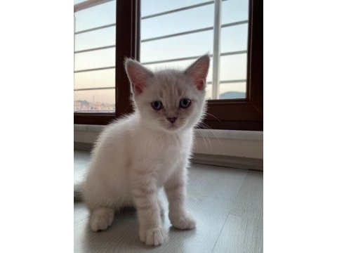 British ve scottish fold yavrularım