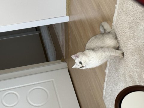 British shorthair prenses kedimiz
