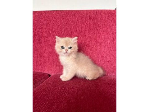 Yakışıklı british shorthair çocuk