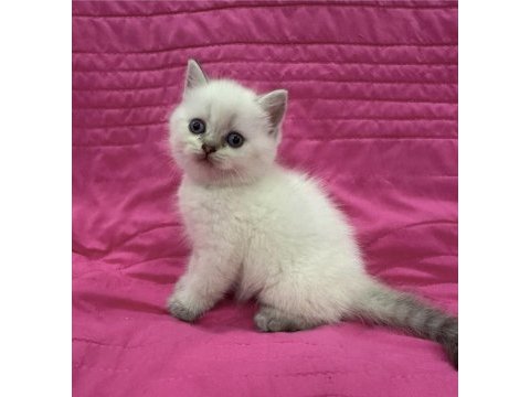 British shorthair blue point yavrularım 