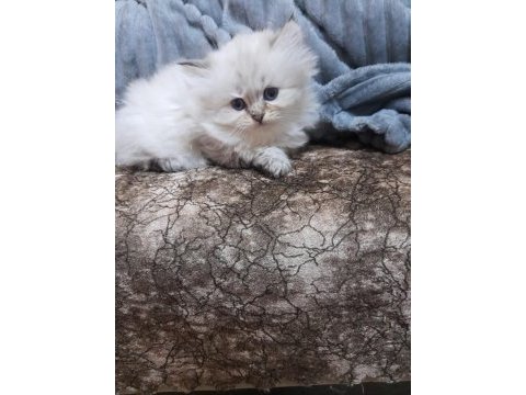 British longhair 2 aylık yavru