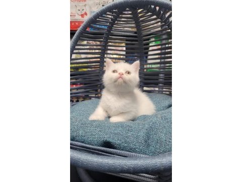 Scottish fold ve british yavrularımız