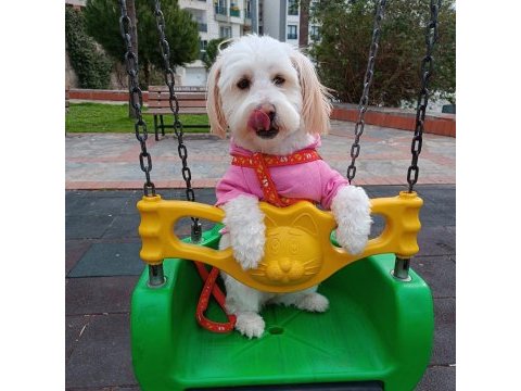 Terrier dişi kısır köpeğimiz
