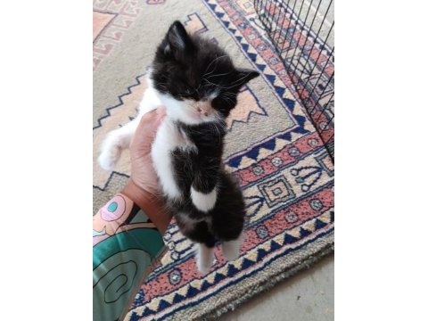 Bebiş kedilere yuva arıyoruz