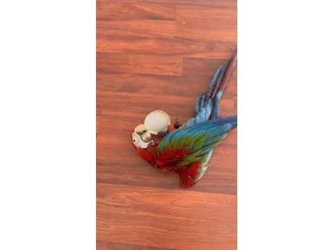 Resim kuşu kırmızı mavi macaw mevcut