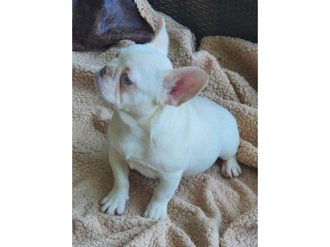 Show kalitede lilacandtan chocotan french bulldog yavruları