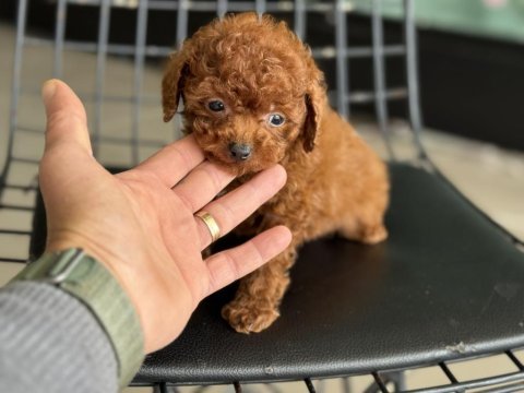 Tea cup poodle 4 aylık 700 gr petmode den