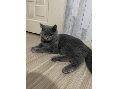 British shorthair erkek 7 aylık