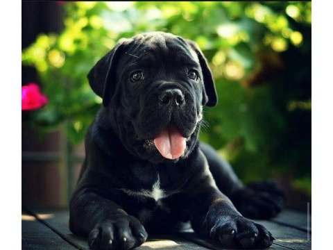 Asil cane corso yavrular