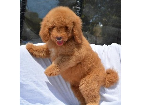 Dev labradoodle bebekler