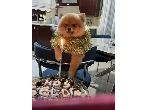 Oyuncu pomeranian