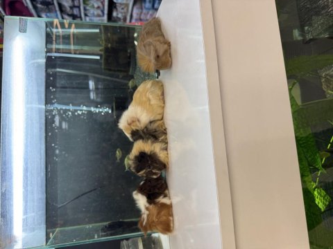 City pet shop güvencesiyle sağlıklı ginepigler