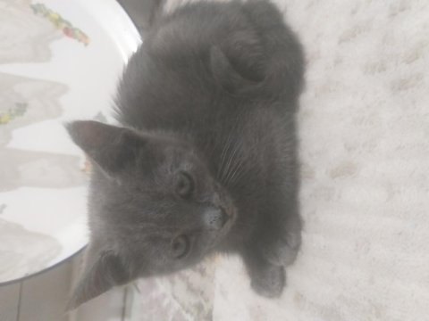 6 aylık eğitimli russian blue