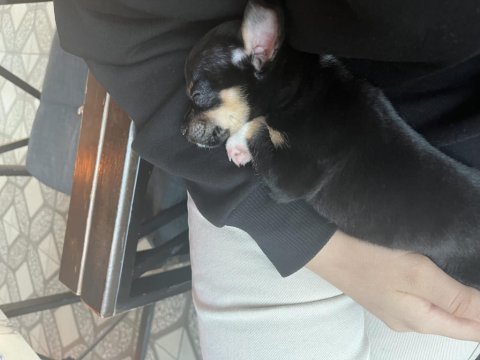Acil sahiplendirilecek erkek pinscher