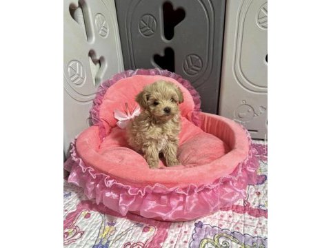 En güzel maltipoo bebekler 