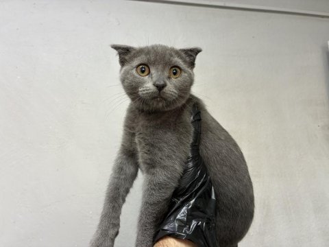 Scottish fold yavrular