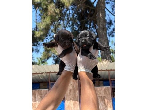 Labrador yavru köpekler