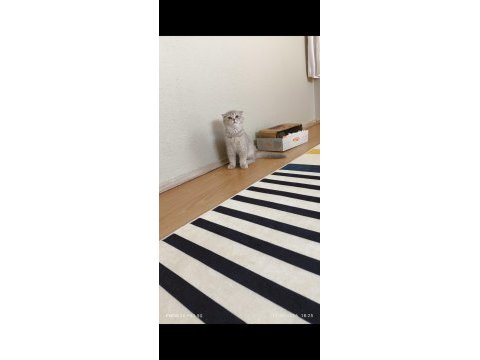 Scottish fold dişi