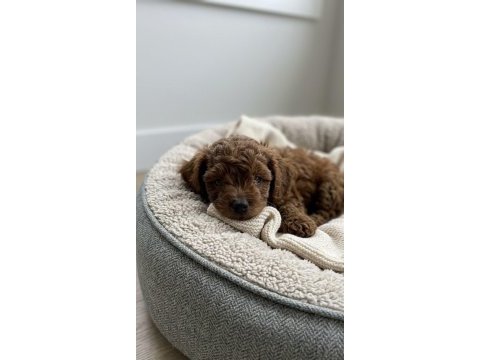 Toy poodle köpeğimiz