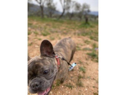 1 yaşında french bulldog dişi