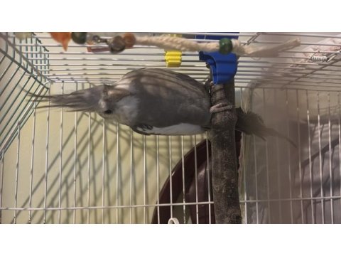 9 aylık wf sultan papaganı