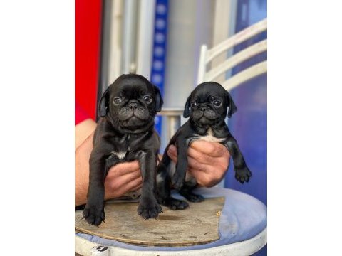 Pug mops siyah yavrular