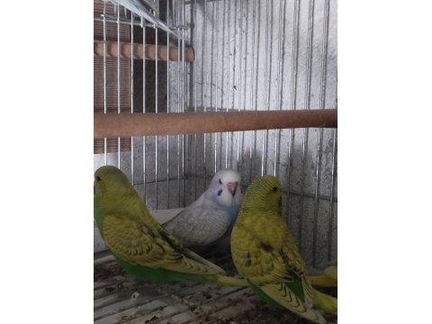 35-45 günlük alıştırmalık muhabbet kuşu yavrular