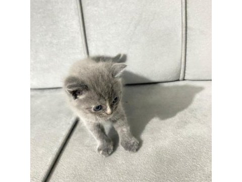 British shorthair cins minikler