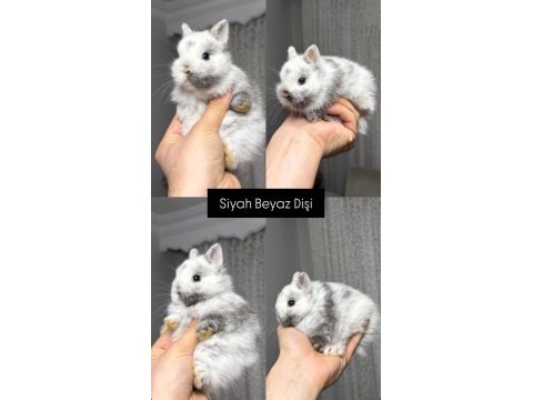 Holanda lop mini lop cuce tavşan yavrular gonderim var