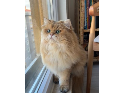 Erkek british longhair 1 yaşında