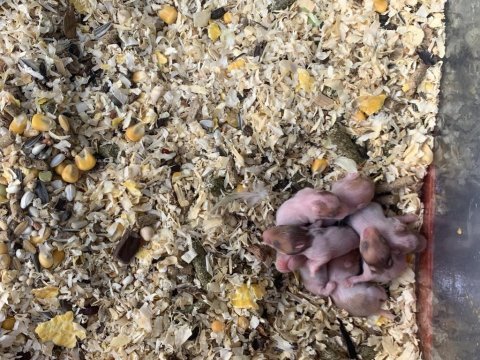 Hamster yavru minik