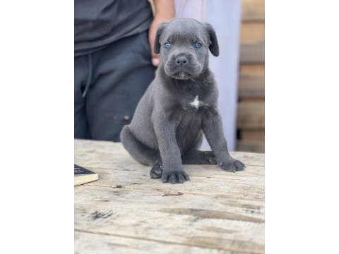 Cane corso yavrular